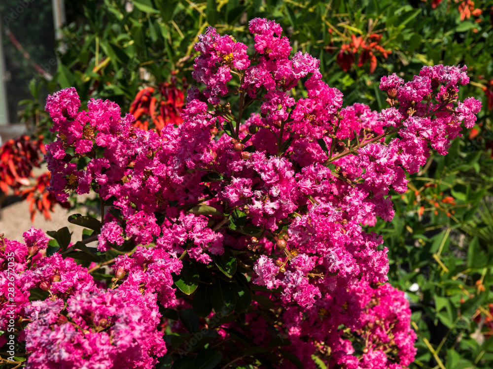 Pink Crepe myrtle - Lagerstroemia indica. Botanical Garden, Frankfurt, Germany, Europe Pink Crepe myrtle - Lagerstroemia indica. Botanical Garden, Frankfurt, Germany, Europe