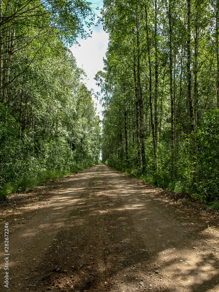 Fototapeta premium beautiful green birch alley