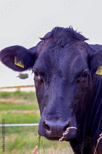 portrait of a cow