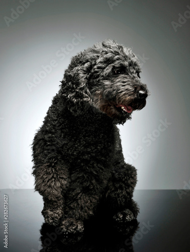 Studio shot of an adorable pumi looking curiously - isolated on grey background