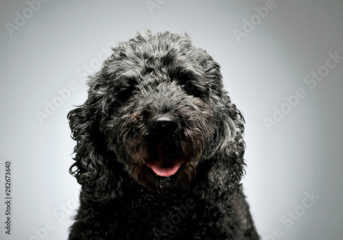 Portrait of an adorable pumi looking curiously at the camera - isolated on grey background