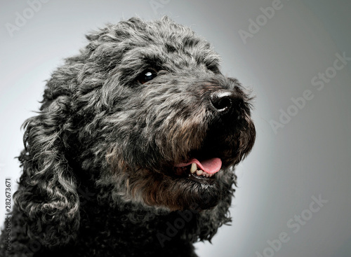 Portrait of an adorable pumi looking curiously - isolated on grey background