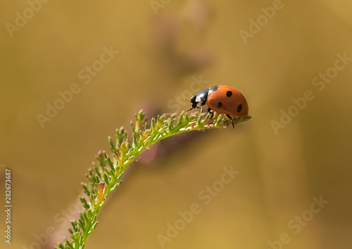 Ladybug