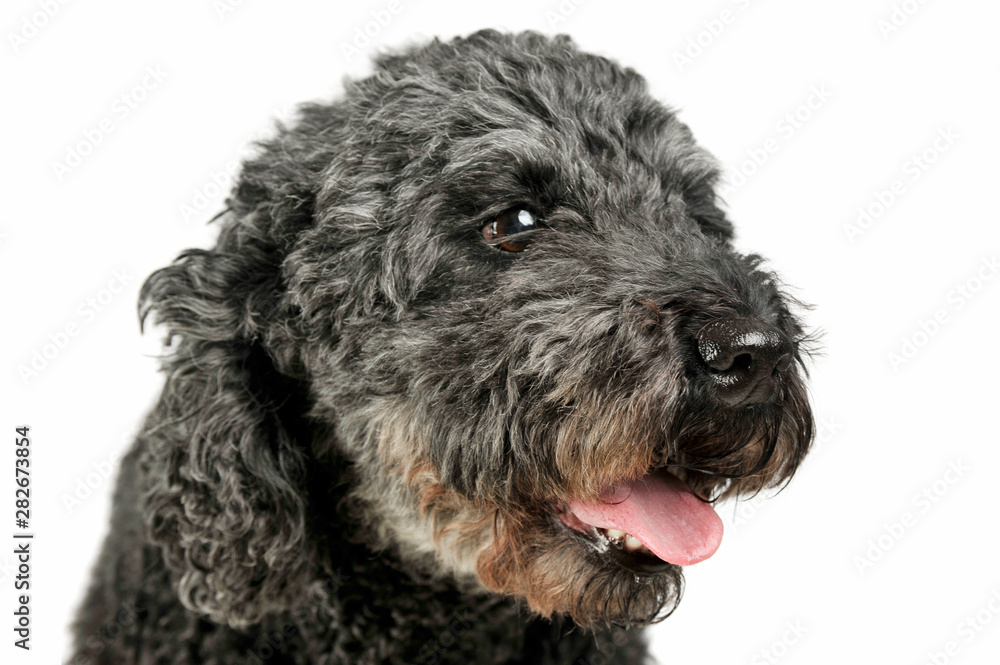 Portrait of an adorable pumi looking satisfied - isolated on white background