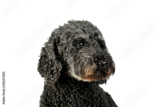 Portrait of an adorable pumi looking down curiously - isolated on white background