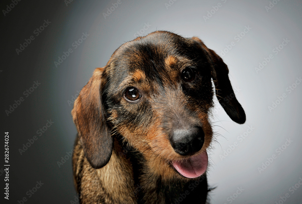 Portrait of an adorable wire-haired Dachshund looking curiously at the camera