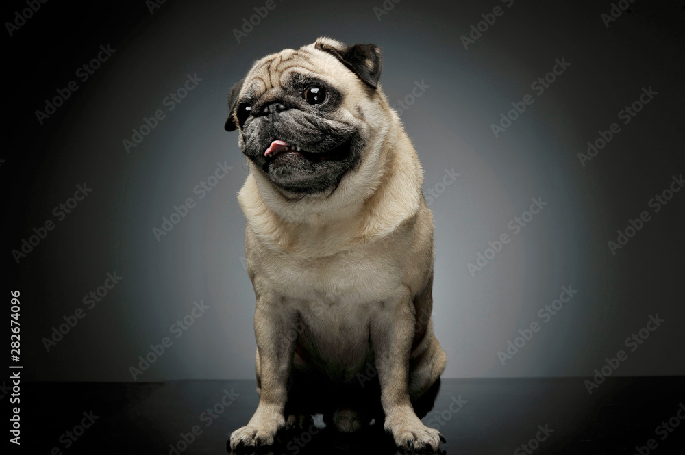 Studio shot of an adorable Pug sitting and looking curiously - isolated on grey background