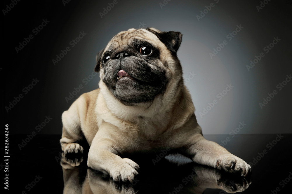 Studio shot of an adorable Pug lying and looking curiously at the camera - isolated on grey background Studio shot of an adorable Pug lying and looking curiously at the camera - isolated on grey background
