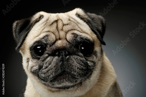 Portrait of an adorable Pug looking curiously at the camera - isolated on grey background. © Csand