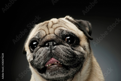 Portrait of an adorable Pug looking curiously at the camera - isolated on grey background. © Csand