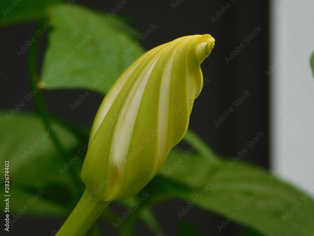 Obraz premium Moonflower Bud
