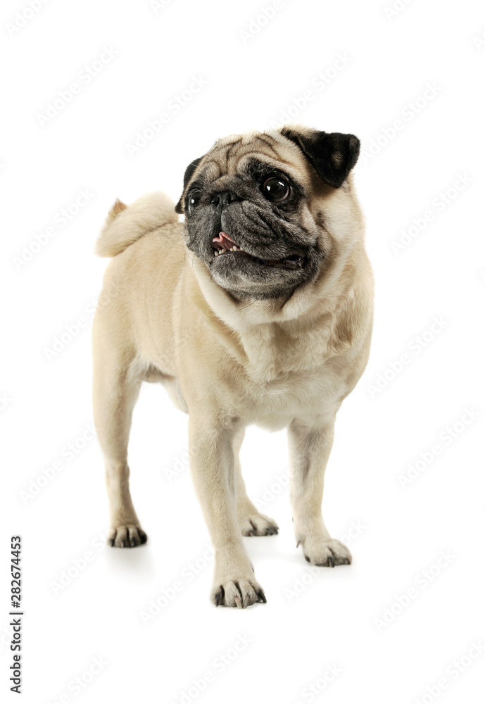 Studio shot of an adorable Pug standing and looking up curiously - isolated on white background