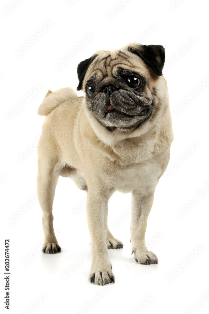 Studio shot of an adorable Pug standing and looking scared - isolated on white background