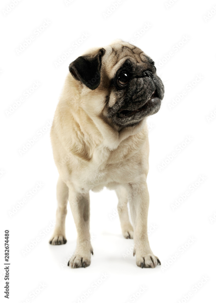 Studio shot of an adorable Pug standing and looking scared - isolated on white background