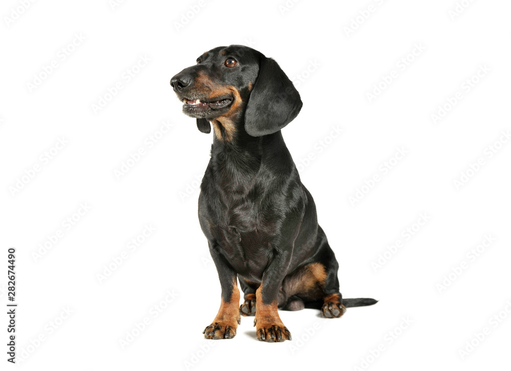 Studio shot of an adorable black and tan short haired Dachshund sitting and looking curiously