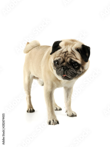 Studio shot of an adorable Pug standing and looking scared - isolated on white background