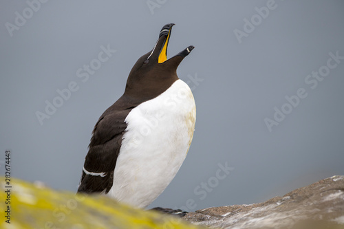 Scotland, Isle of May, Razorbill with open beak