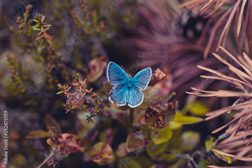 Canvas Print blue winged butterfly