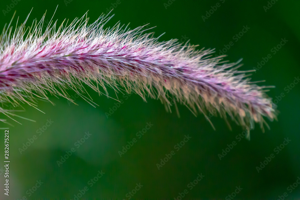 Farbenfrohe Pfalnzenwelt in einer Sommerlandschaft Farbenfrohe Pfalnzenwelt in einer Sommerlandschaft