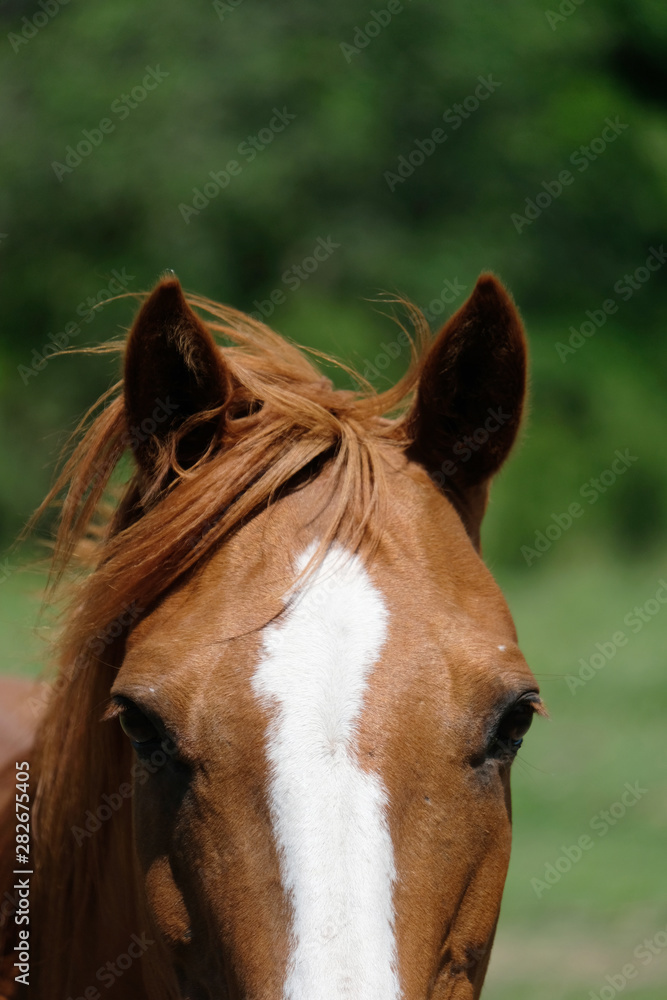 Fototapeta premium Quarter horse mare looking at camera close up for equine portrait.