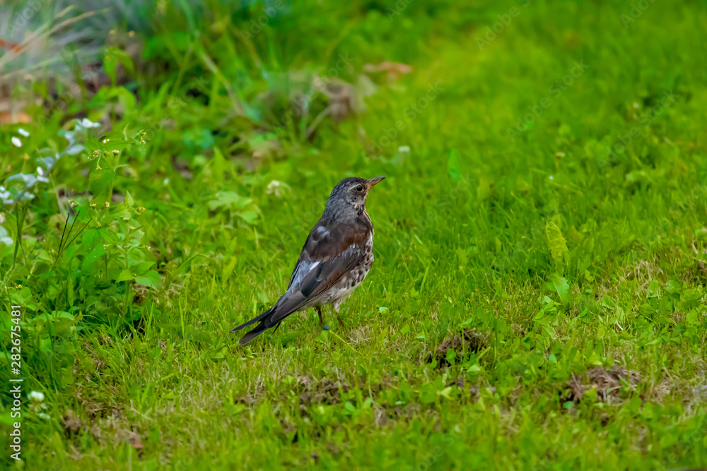 Farbenfrohe Pfalnzenwelt in einer Sommerlandschaft Farbenfrohe Pfalnzenwelt in einer Sommerlandschaft