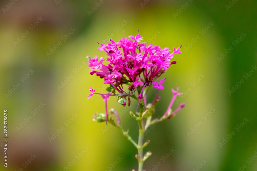 Farbenfrohe Pfalnzenwelt in einer Sommerlandschaft Farbenfrohe Pfalnzenwelt in einer Sommerlandschaft