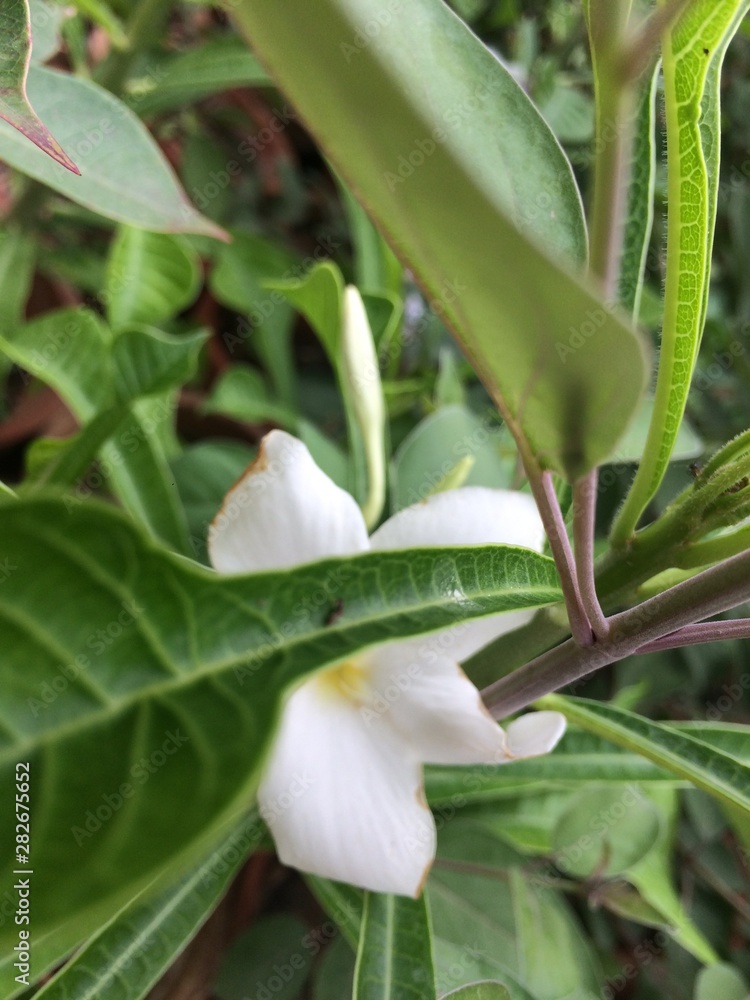 lily of the valley lily of the valley