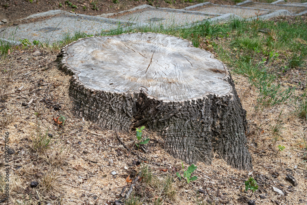 Obraz premium Cut tree stump oak trunk old timber