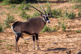 Oryx Antilope Namibia