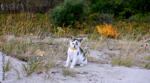 White kitten autumn warm day climbed into the dunes