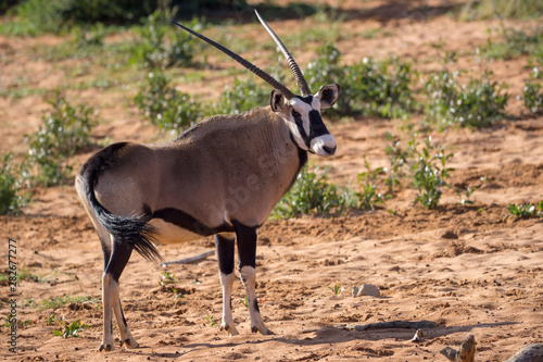 Oryx Antilope Namibia