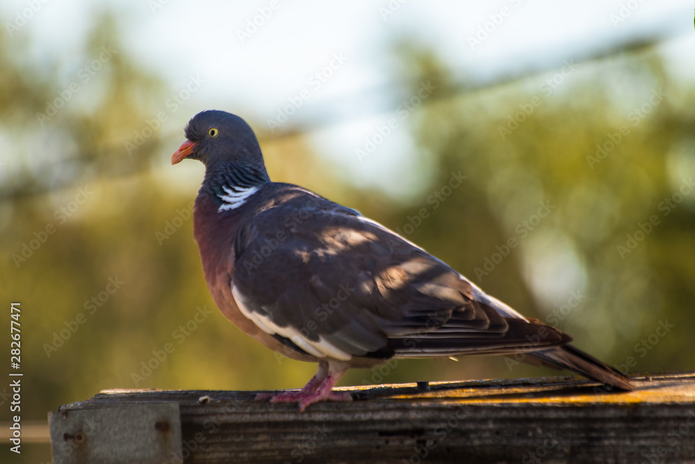 Grey pigeon standing on wooden post with blurred background Grey pigeon standing on wooden post with blurred background