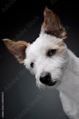 Portrait of an adorable terrier puppy looking curiously at the camera - isolated on grey background © Csand