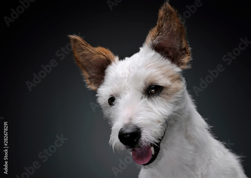 Portrait of an adorable terrier puppy looking satisfied - isolated on grey background © Csand