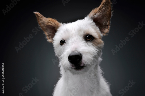 Portrait of an adorable terrier puppy looking curiously at the camera - isolated on grey background © Csand