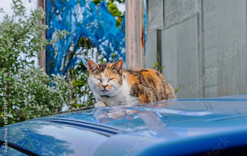 野良猫　青ヶ島　