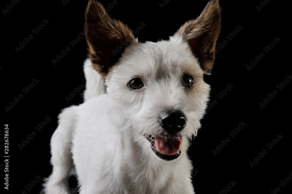 Portrait of an adorable terrier puppy looking curiously at the camera - isolated on black background Portrait of an adorable terrier puppy looking curiously at the camera - isolated on black background
