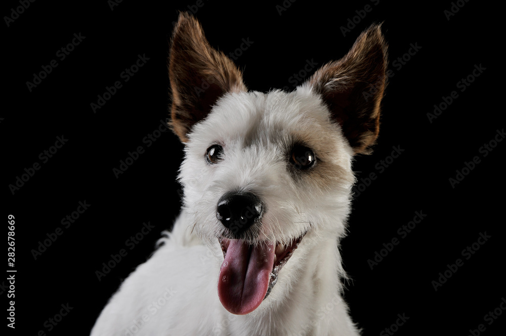 Portrait of an adorable terrier puppy looking curiously at the camera - isolated on black background Portrait of an adorable terrier puppy looking curiously at the camera - isolated on black background