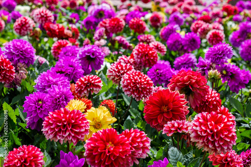 a field of multi-colored (purple, red, pink) dahlia; close up, wallpaper