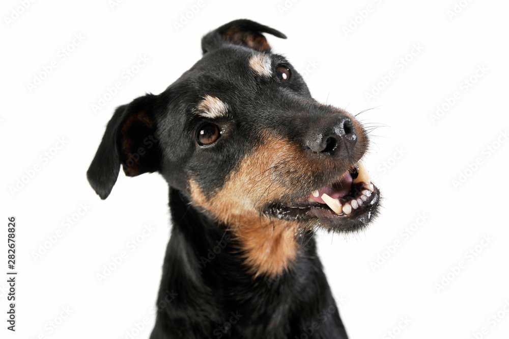 Portrait of an adorable Deutscher Jagdterrier looking curiously - isolated on white background