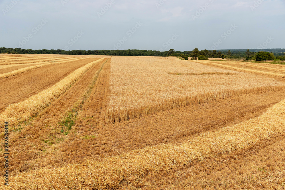 Fototapeta premium Cheltenham, Gloucestershire, England, UK, July 2019. View from Combine harvester cab of tracks made through winter barley which after drying will go to brew beer. Viewed from the driver's cab.