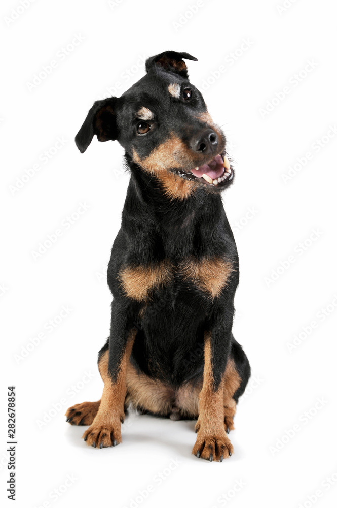 Studio shot of an adorable Deutscher Jagdterrier sitting and looking curiously - isolated on white background