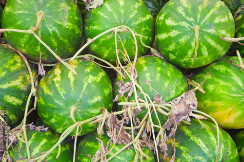 many watermelons on the market background. Recently harvested watermelons are stacked in a pile and ready to go to sale at the market