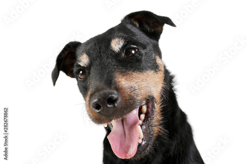 Portrait of an adorable Deutscher Jagdterrier looking curiously at the camera - isolated on white background