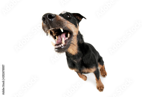 Wide angle shot of an adorable Deutscher Jagdterrier sitting with open mouth - studio shot  isolated on white background