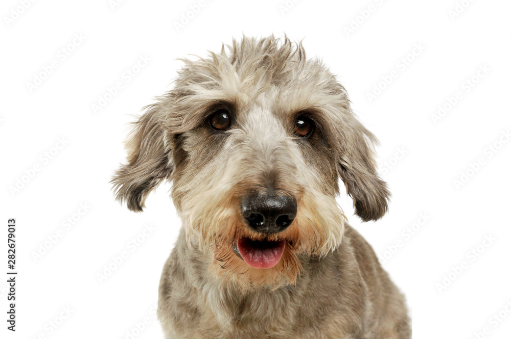 Portrait of an adorable wire haired dachshund mix dog looking funny with stand up hair Portrait of an adorable wire haired dachshund mix dog looking funny with stand up hair