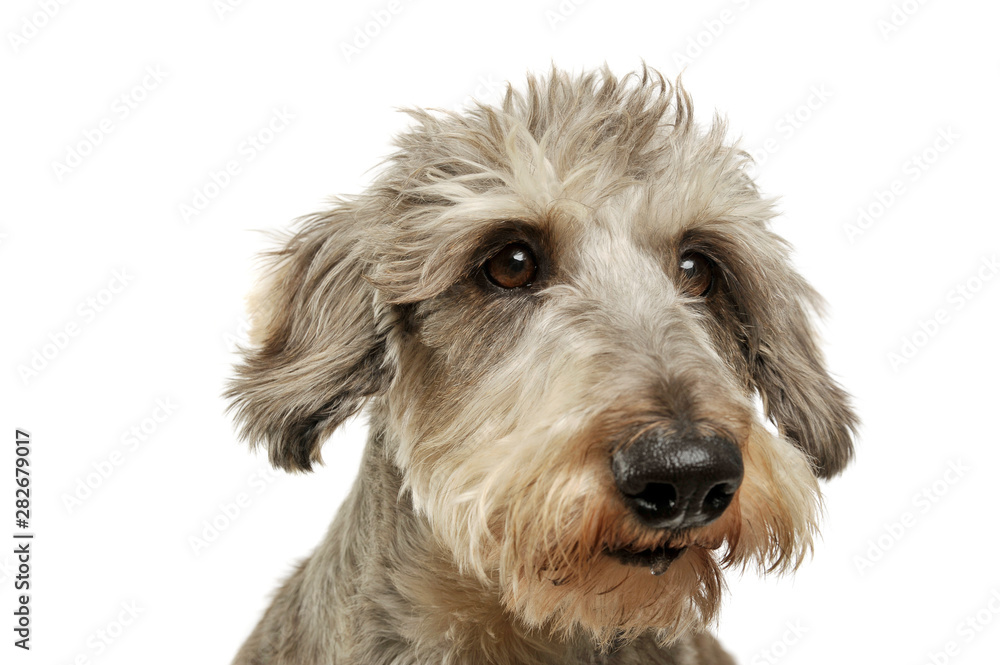 Portrait of an adorable wire haired dachshund mix dog looking funny with stand up hair