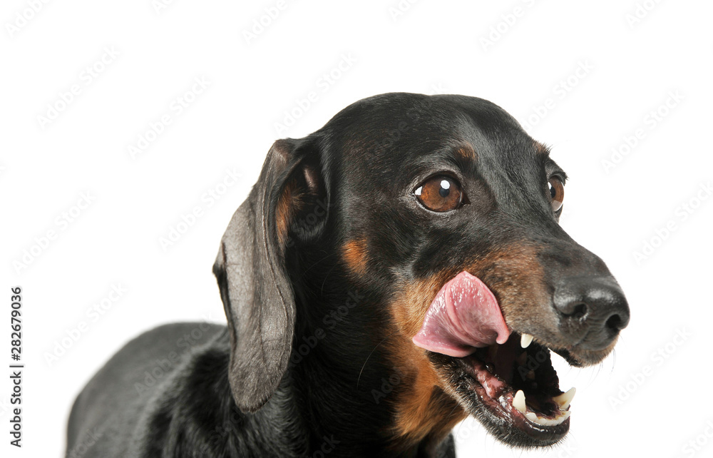 Portrait of an adorable black and tan short haired Dachshund  licking her lips - studio shot, isolated on white background