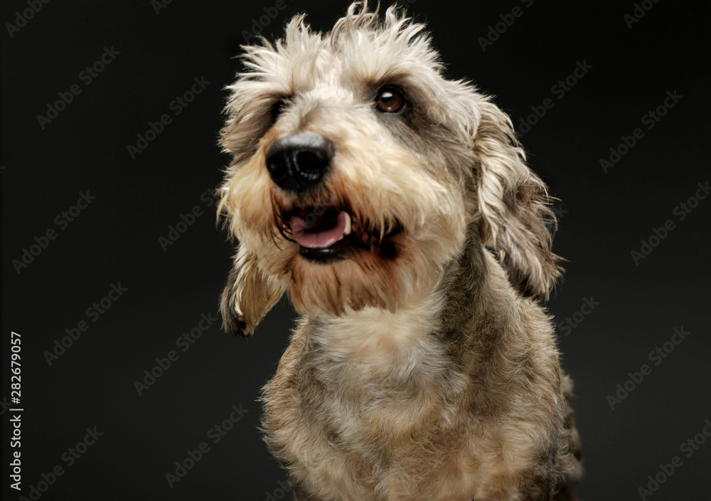 Portrait of an adorable wire haired dachshund mix dog looking curiously
