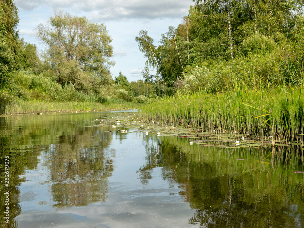 green river bank with calm water and white water roses green river bank with calm water and white water roses